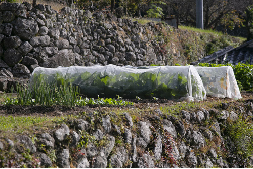 Tunnel de forçage largeur 1m - Filet anti-insectes