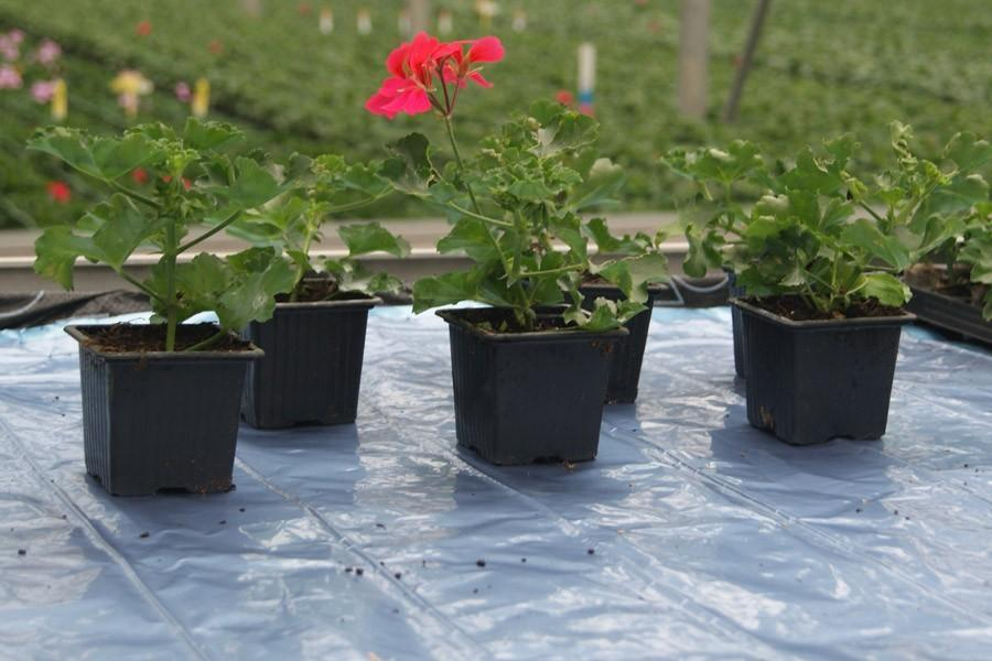 Tapis Chauffant Pour Plantes Avec 3 Températures - Pour Semis, Germination, Jardinage Intérieur/extérieur - 8